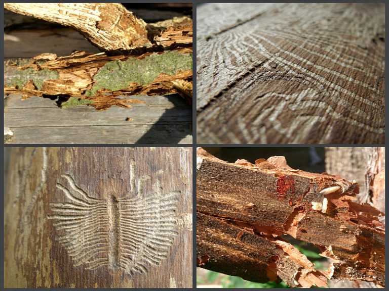 Как избавиться от короеда в деревянном доме: как бороться, народные средства и борьба с личинками