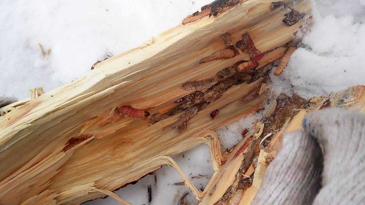 Короеды в деревянном доме – чем опасны и можно ли избавиться от них навсегда?
