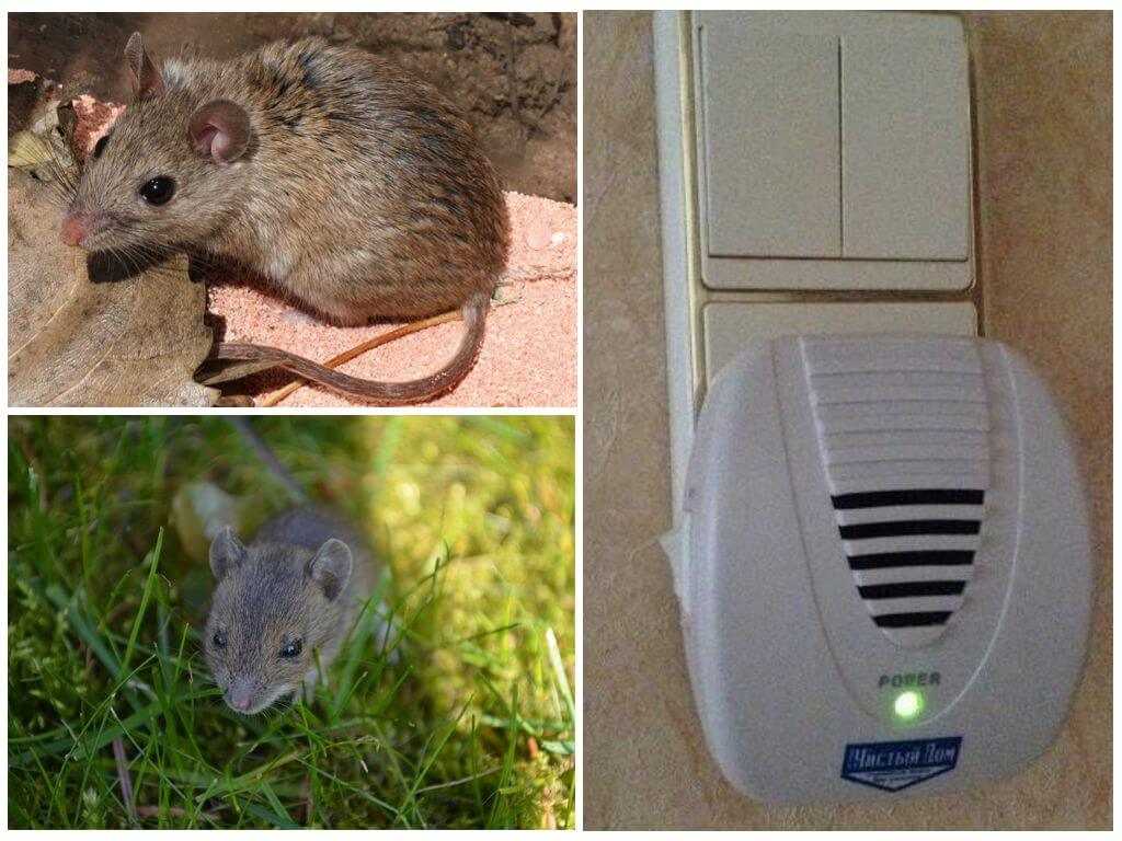 Как избавиться от мышей | в квартире навсегда | мыши в частном доме