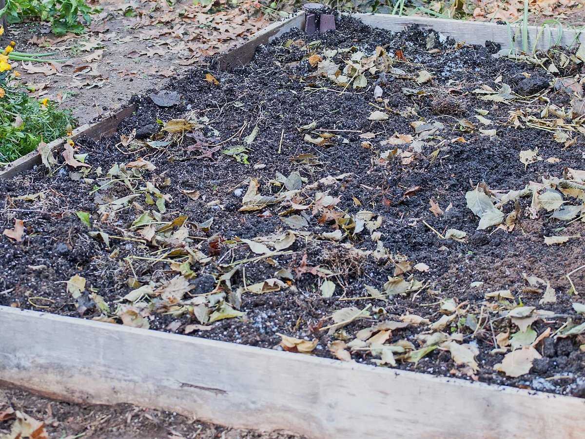 Что делать с опавшими листьями осенью