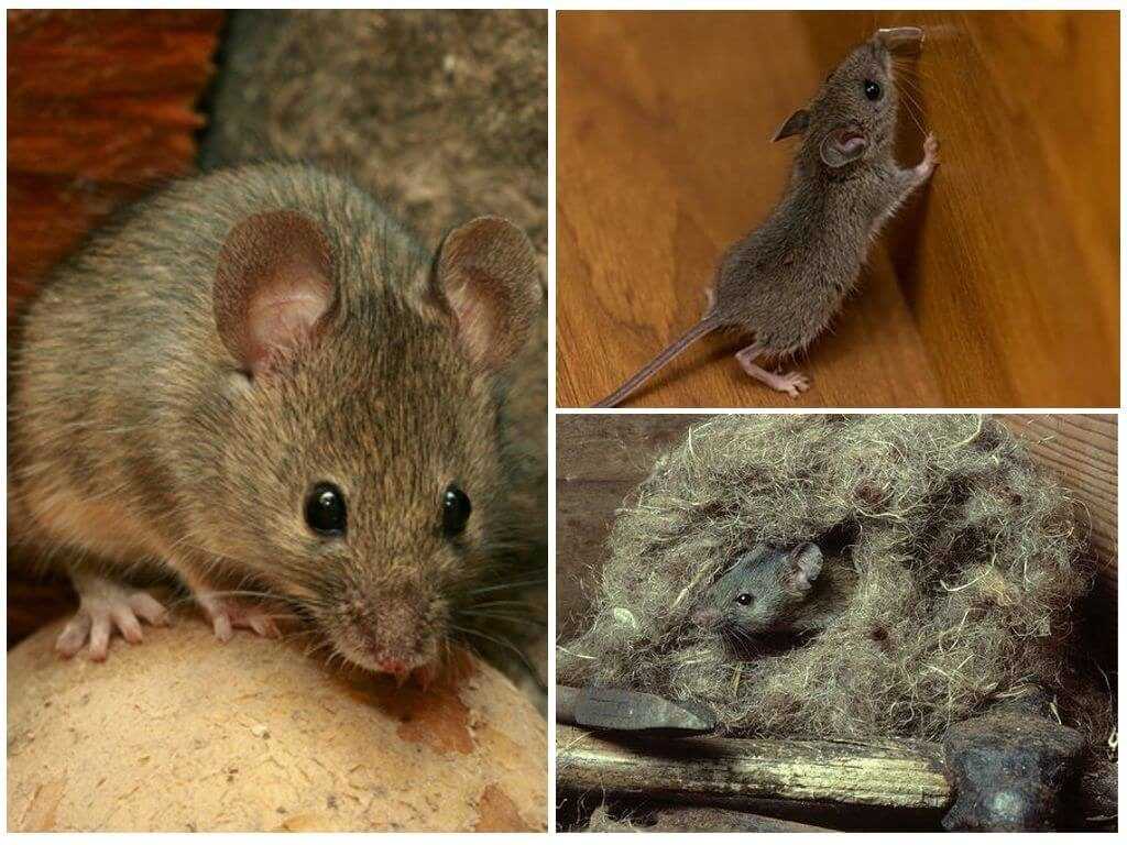 Чего боятся крысы и мыши в доме — народные и промышленные средства борьбы с грызунами