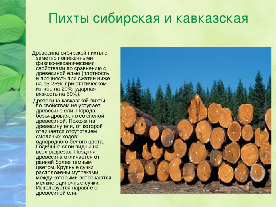 Пихта строительстве – особенности древесины и как ее правильно использовать