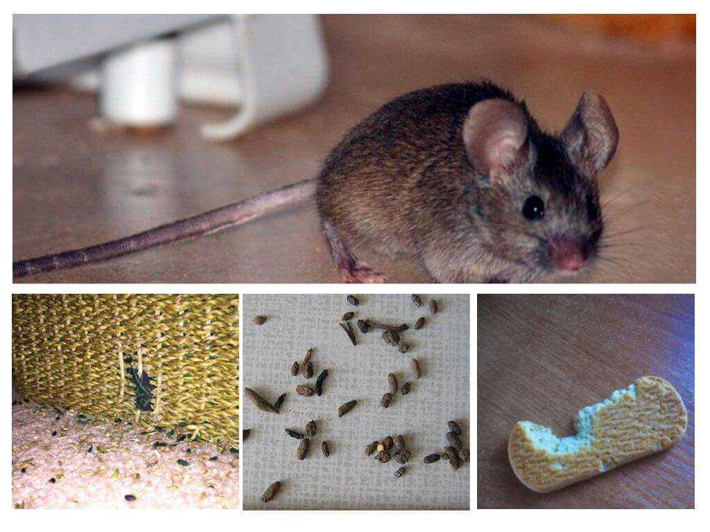 Чего боятся мыши и как избавиться от вредителей дома: обзор +видео