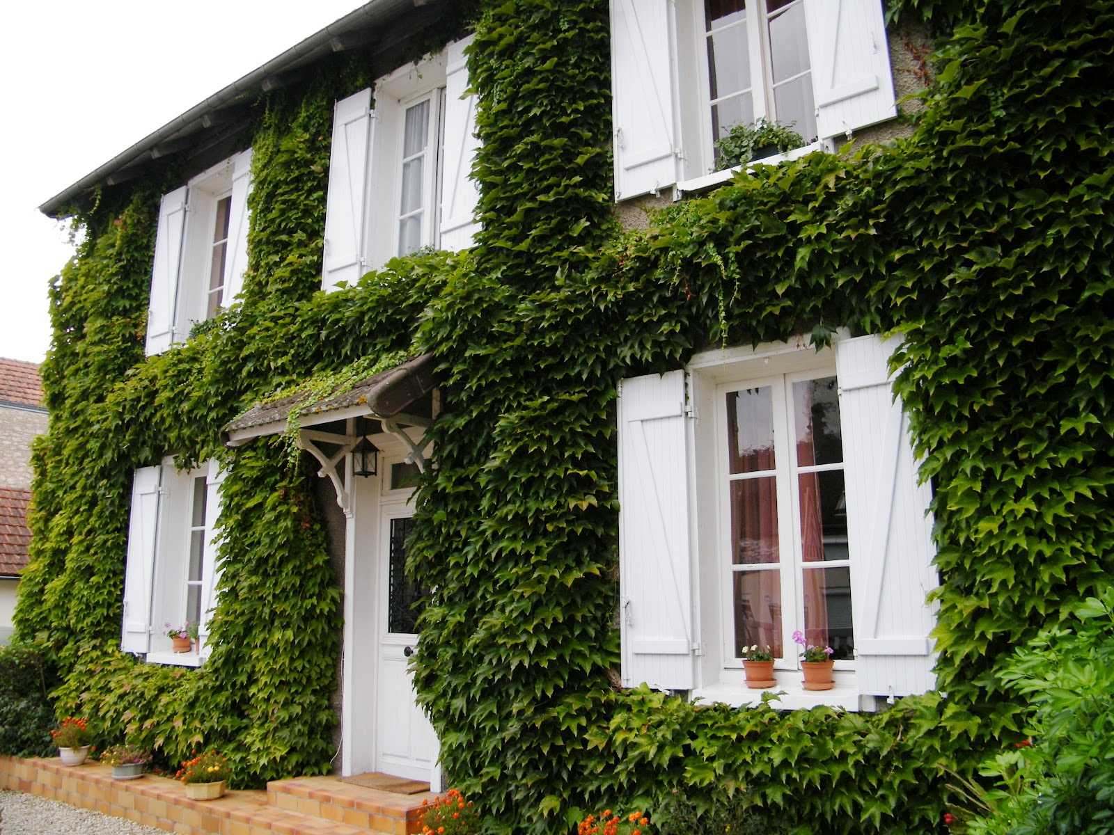 Выращивание лианы на стене частного дома. плюсы вертикального озеленения. устройство шпалер для вьющихся растений