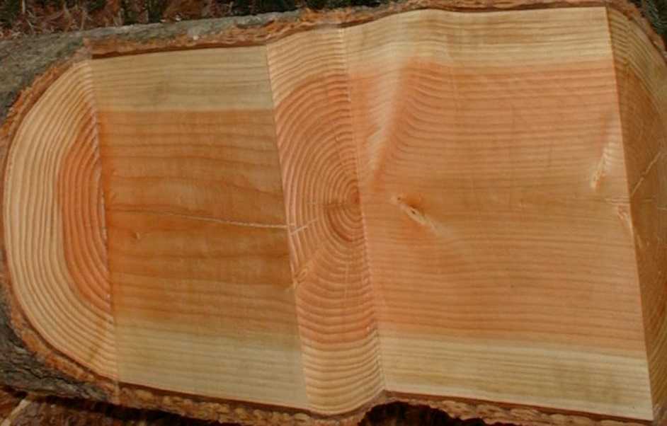 Особенности древесины пихты - статья | столярная мастерская «букдуб» в санкт-петербурге
