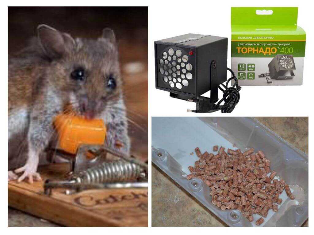 Чего боятся мыши: какого запаха и звука (народные средства)