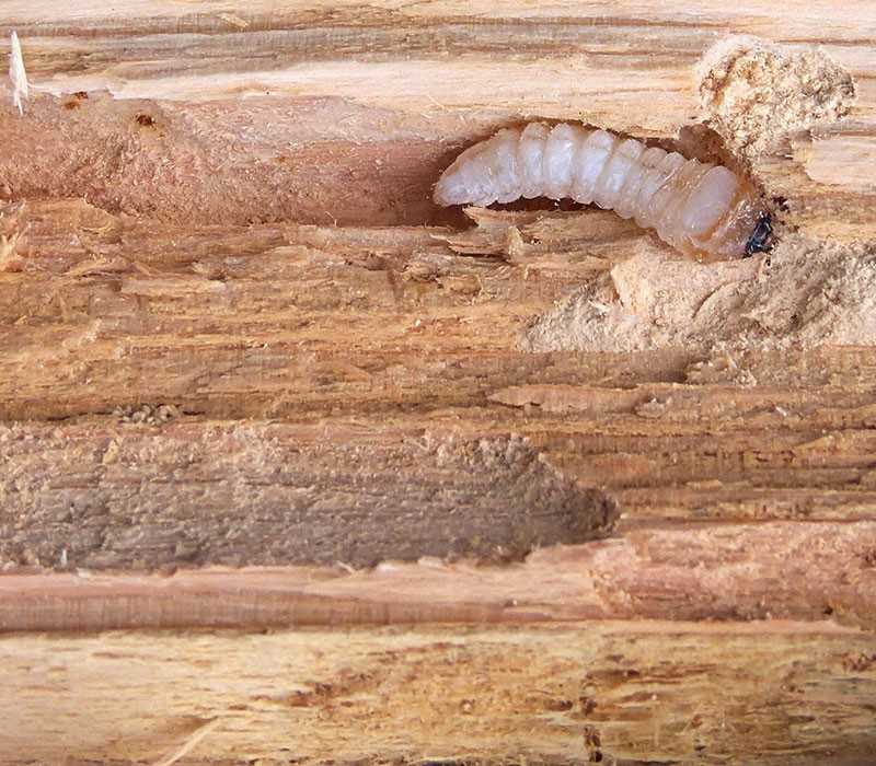 Защита деревянного дома от короеда своими руками: средства, способы - 1drevo.ru