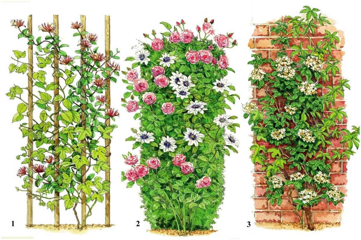 Вьющиеся растения для вертикального озеленения зданий - zefirka