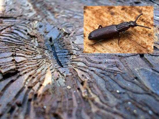 Как избавиться от жука древоточца в деревянной бане или доме в 2021 году
