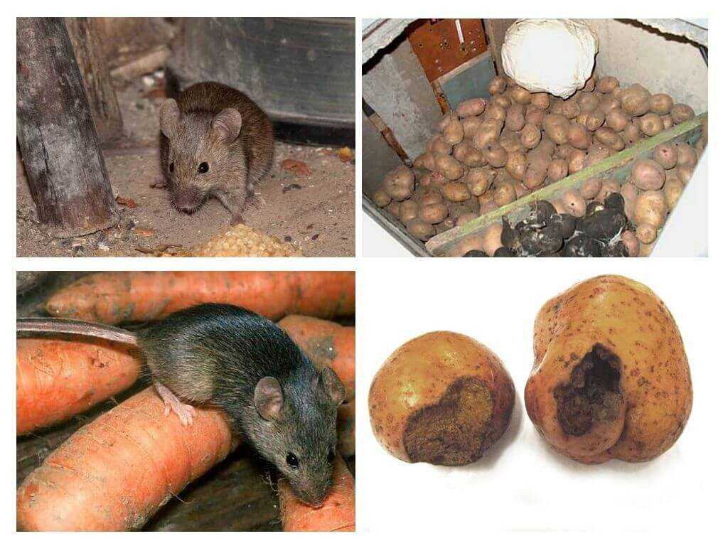 Чего боятся мыши в доме и квартире: народные средства, запахи, растения