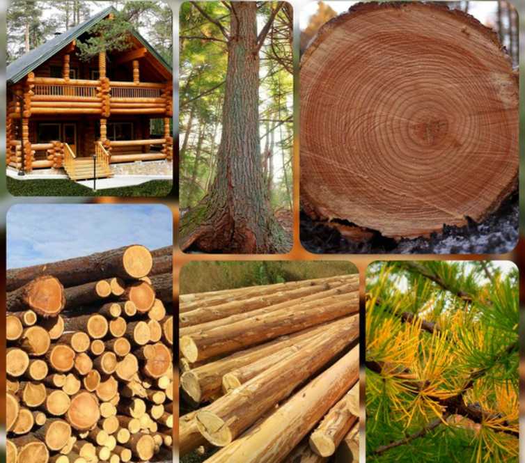 Древесина. виды, свойства, классификация и пороки древесины