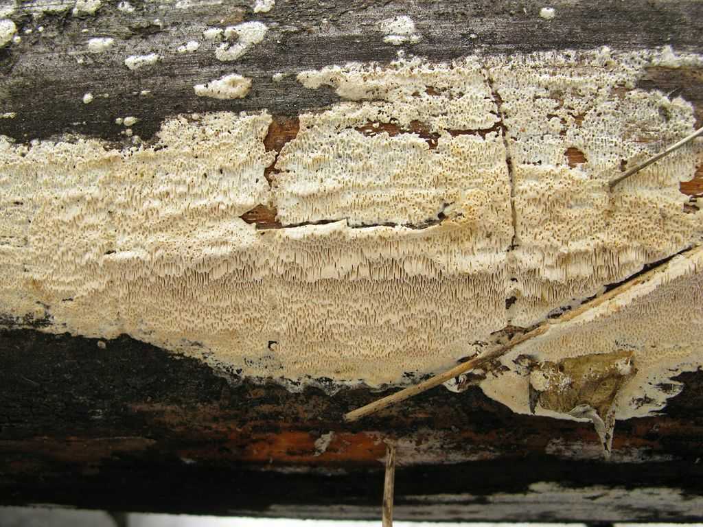 Чем можно отбелить от черноты и синевы древесину: отбеливающие составы для обработки в домашних условиях