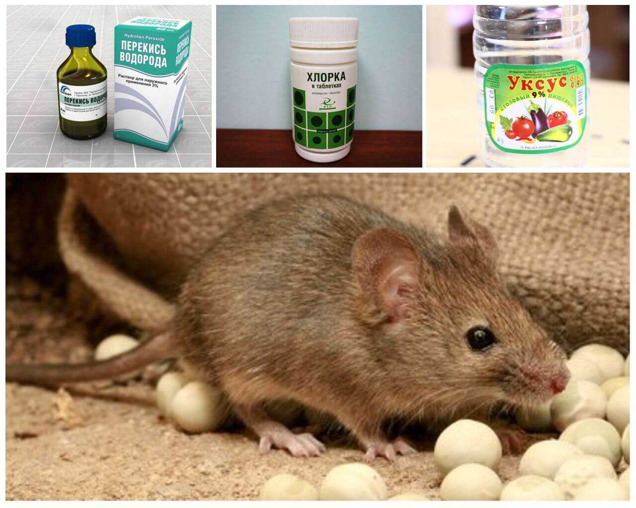 Чем отпугивать мышей в доме, неприятные для них ароматы