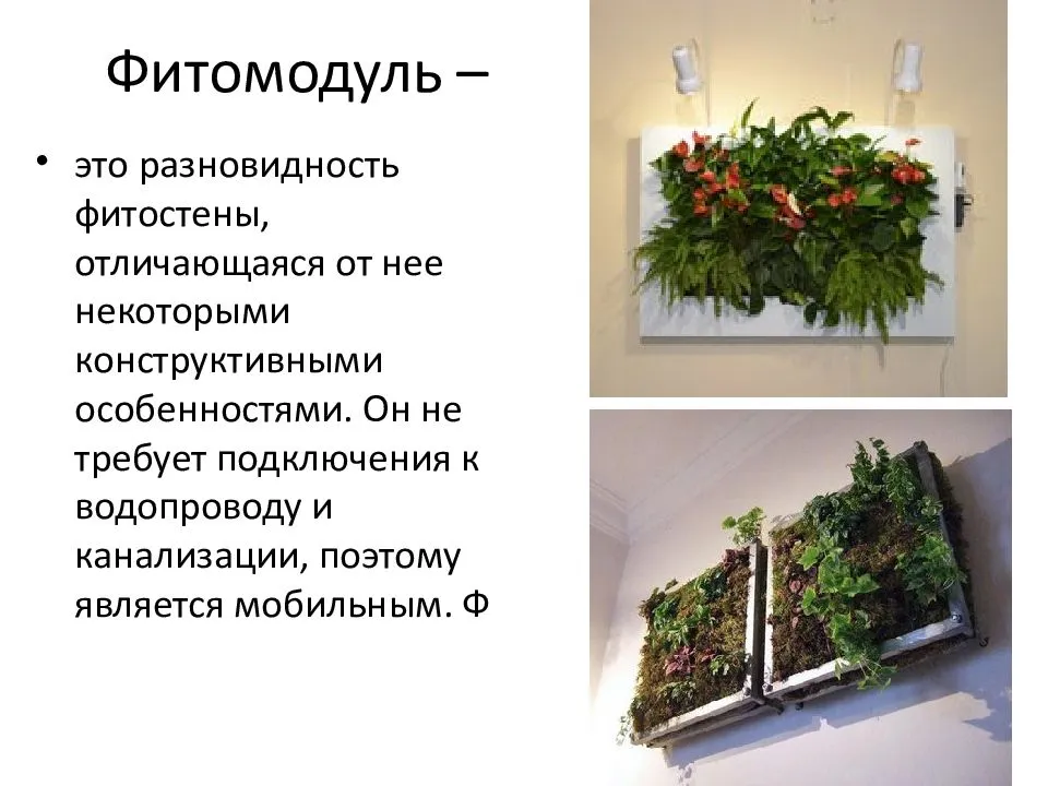 Фитостена — особенности обустройства. как правильно оформить фитостену своими руками?
