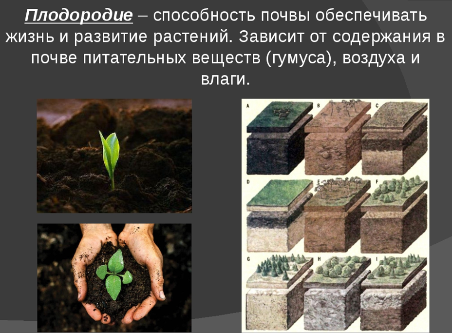 Как вернуть почве плодородие? органическое земледелие. фото — ботаничка.ru