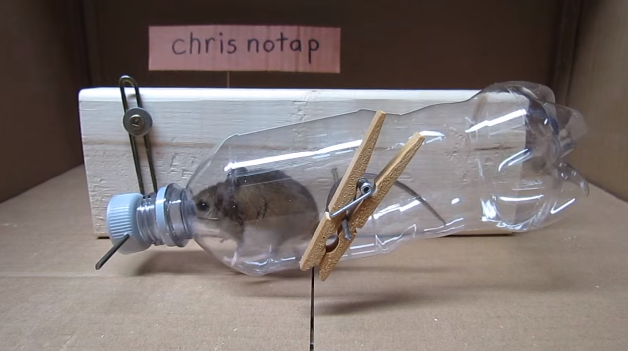 Мышеловка своими руками: как сделать 👨 ловушку из пластиковой бутылки, картона и ведра с водой, фото