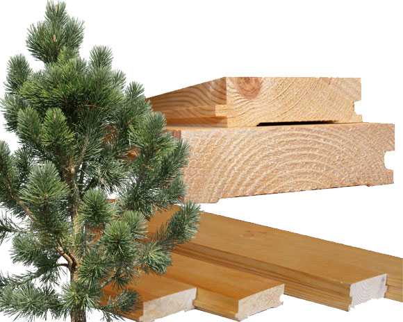 Строительство домов из хвойных пород деревьев. плюсы и минусы разных типов древесины.