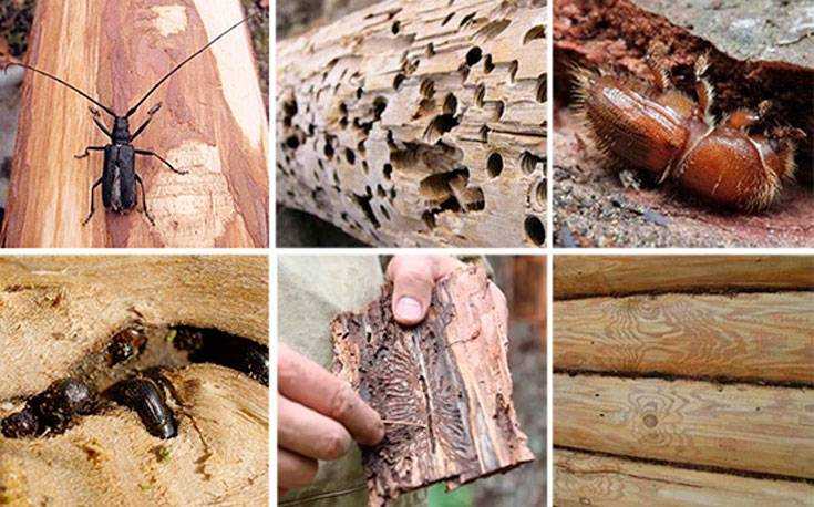 Эффективные средства для уничтожения короеда в саду и деревянных постройках