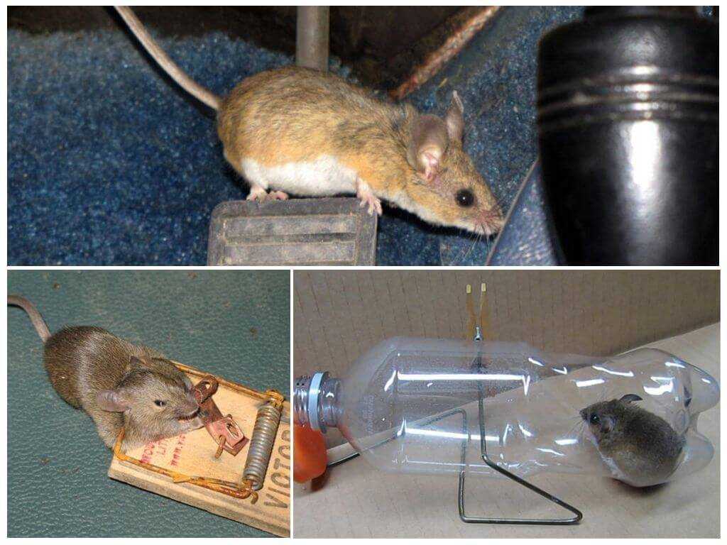 Как избавиться от мышей в квартире, способы и методы 2022