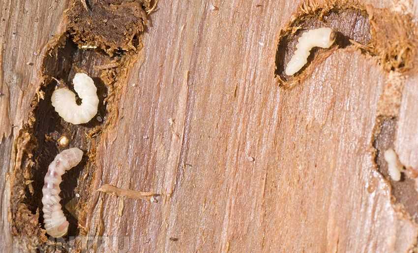 Обработка от короеда в доме и в саду: защита и профилактика для древесины
