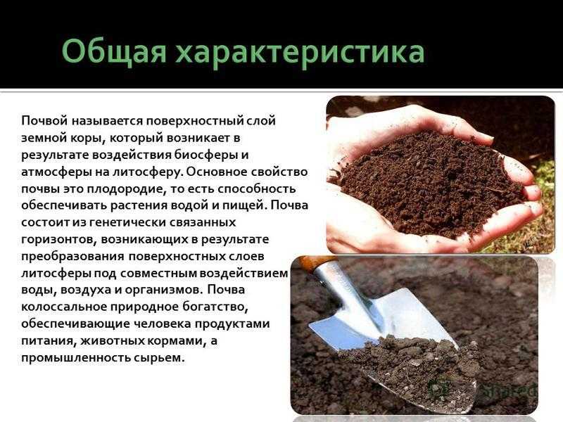 О каком свойстве почвы идет речь. Плодородие почвы. Почва плодородие почвы. Повышение плодородия почвы. Исследование плодородия почв.