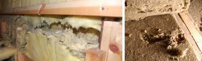 Как защитить деревянный дом от грызунов?